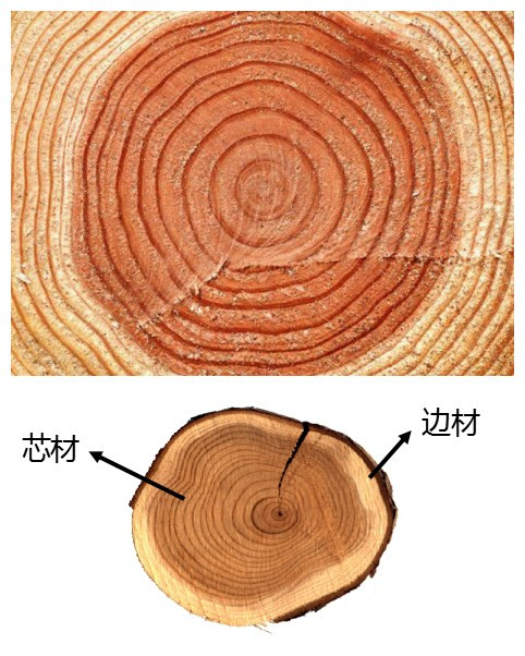 实木地板为什么一定会存在色差?
